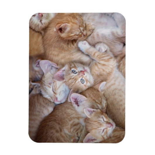 Niedliche Kleintiere | Orange Kitten Pile Magnet (Vertikal)