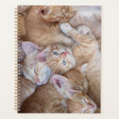 Niedliche Kleintiere | Orange Kitten Pile Planer (Vorderseite)