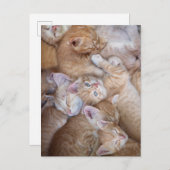 Niedliche Kleintiere | Orange Kitten Pile Postkarte (Vorne/Hinten)