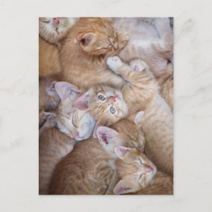 Niedliche Kleintiere   Orange Kitten Pile Postkarte
