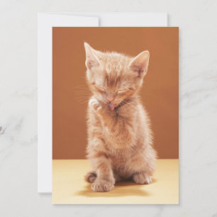 Niedliche Kleintiere Orange Tabby Kitten Dankeskarte