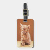 Niedliche Kleintiere | Orange Tabby Kitten Gepäckanhänger (Vorderseite vertikal)