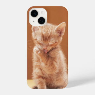 Niedliche Kleintiere   Orange Tabby Kitten iPhone 14 Hülle