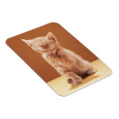 Niedliche Kleintiere | Orange Tabby Kitten Magnet (Rechte Seite)