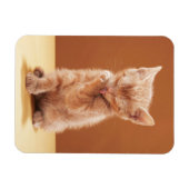 Niedliche Kleintiere | Orange Tabby Kitten Magnet (Horizontal)