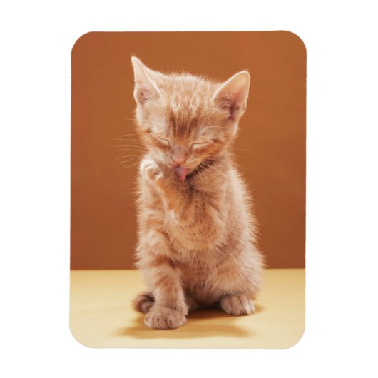 Niedliche Kleintiere | Orange Tabby Kitten Magnet (Vertikal)
