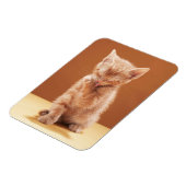 Niedliche Kleintiere | Orange Tabby Kitten Magnet (Linke Seite)