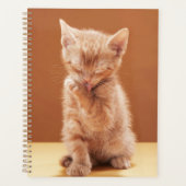 Niedliche Kleintiere | Orange Tabby Kitten Planer (Vorderseite)