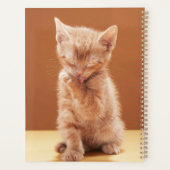 Niedliche Kleintiere | Orange Tabby Kitten Planer (Rückseite)