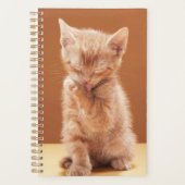 Niedliche Kleintiere | Orange Tabby Kitten Planer (Vorderseite)