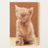 Niedliche Kleintiere | Orange Tabby Kitten Planer (Rückseite)