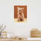 Niedliche Kleintiere | Orange Tabby Kitten Poster (Küche)