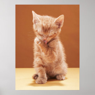Niedliche Kleintiere   Orange Tabby Kitten Poster