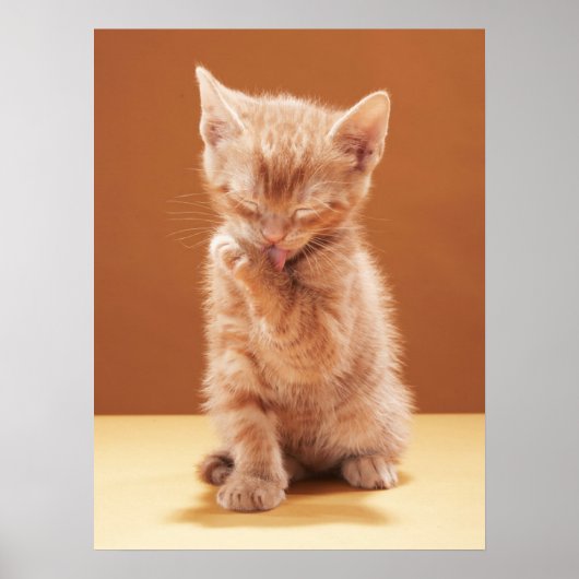 Niedliche Kleintiere | Orange Tabby Kitten Poster (Vorne)