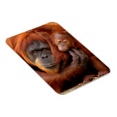 Niedliche Kleintiere | Orangutan Mama & Baby Magnet (Rechte Seite)