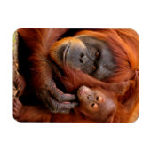 Niedliche Kleintiere | Orangutan Mama & Baby Magnet (Horizontal)