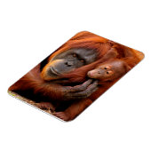 Niedliche Kleintiere | Orangutan Mama & Baby Magnet (Linke Seite)