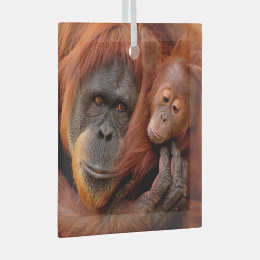 Niedliche Kleintiere | Orangutan Mama & Baby Ornament Aus Glas (Vorderseite Rechts)