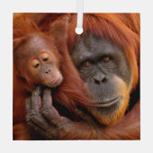 Niedliche Kleintiere | Orangutan Mama & Baby Ornament Aus Glas (Rückseite)