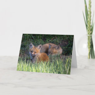 Niedliche Kleintiere   Paar von Red Fox Kit Geschw Karte