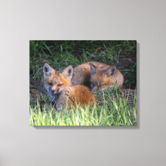 Niedliche Kleintiere | Paar von Red Fox Kit Geschw Leinwanddruck (Vorderseite)