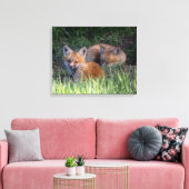 Niedliche Kleintiere | Paar von Red Fox Kit Geschw Leinwanddruck (Insitu (Wohnzimmer))