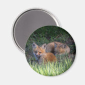 Niedliche Kleintiere | Paar von Red Fox Kit Geschw Magnet (Vorderseite/Rückseite)