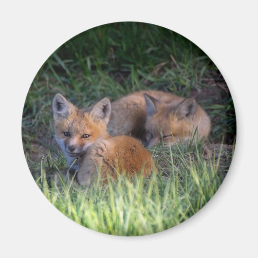 Niedliche Kleintiere | Paar von Red Fox Kit Geschw Magnet (Vorne)