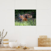 Niedliche Kleintiere | Paar von Red Fox Kit Geschw Poster (Küche)