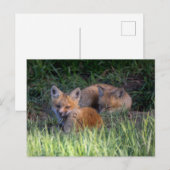 Niedliche Kleintiere | Paar von Red Fox Kit Geschw Postkarte (Vorne/Hinten)