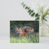 Niedliche Kleintiere | Paar von Red Fox Kit Geschw Postkarte (Stehend Vorderseite)