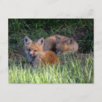Niedliche Kleintiere | Paar von Red Fox Kit Geschw