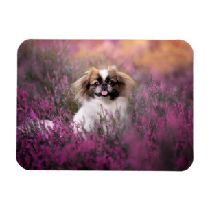 Niedliche Kleintiere Pekingese Puppy Magnet