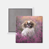 Niedliche Kleintiere | Pekingese Puppy Magnet (Vorderseite/Rückseite)