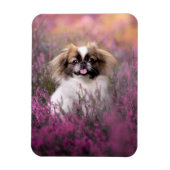 Niedliche Kleintiere | Pekingese Puppy Magnet (Vertikal)