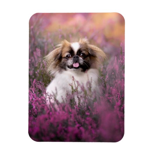 Niedliche Kleintiere | Pekingese Puppy Magnet (Vertikal)