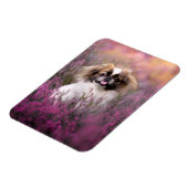 Niedliche Kleintiere | Pekingese Puppy Magnet (Linke Seite)