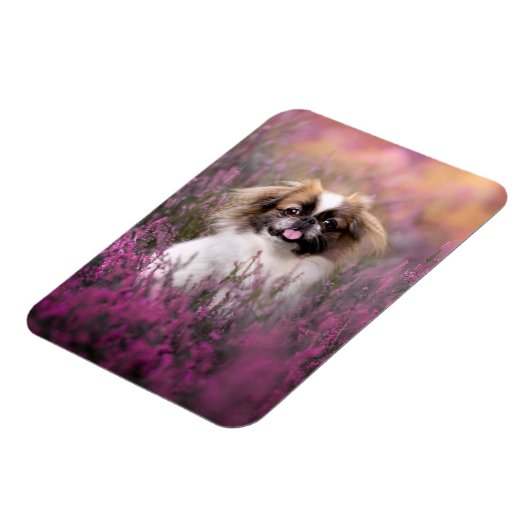 Niedliche Kleintiere | Pekingese Puppy Magnet (Linke Seite)