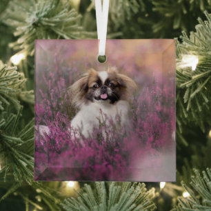 Niedliche Kleintiere   Pekingese Puppy Ornament Aus Glas