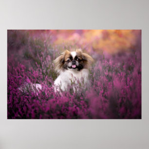 Niedliche Kleintiere   Pekingese Puppy Poster