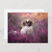 Niedliche Kleintiere | Pekingese Puppy Postkarte (Vorne/Hinten)