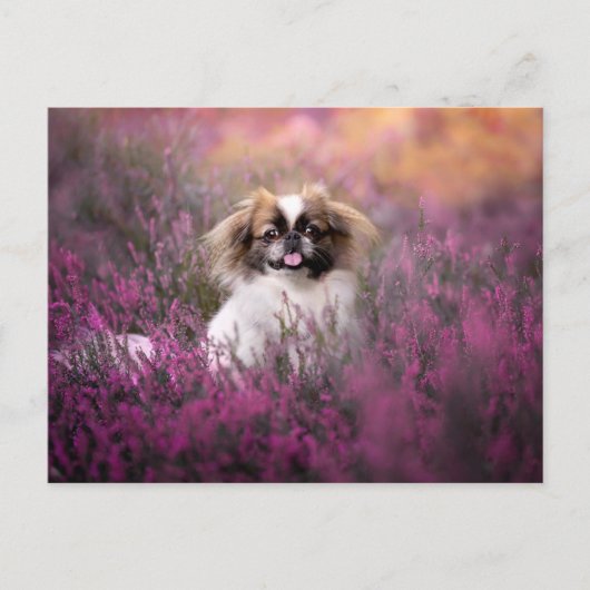Niedliche Kleintiere | Pekingese Puppy Postkarte (Vorderseite)