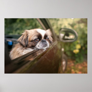 Niedliche Kleintiere   Pekingese Welpe im Auto Poster