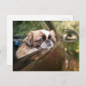 Niedliche Kleintiere | Pekingese Welpe im Auto Postkarte (Vorne/Hinten)