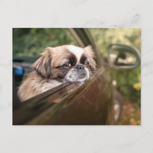 Niedliche Kleintiere | Pekingese Welpe im Auto Postkarte (Vorderseite)