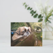 Niedliche Kleintiere | Pekingese Welpe im Auto Postkarte (Stehend Vorderseite)