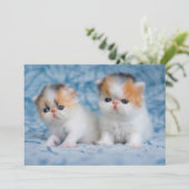 Niedliche Kleintiere | Persian Calico Kitten Dankeskarte (Stehend Vorderseite)