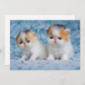 Niedliche Kleintiere | Persian Calico Kitten Dankeskarte (Vorne/Hinten)