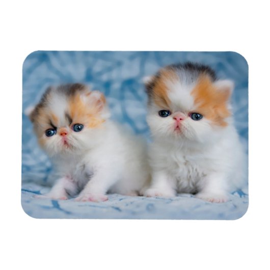 Niedliche Kleintiere | Persian Calico Kitten Magnet (Horizontal)