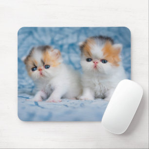 Niedliche Kleintiere   Persian Calico Kitten Mousepad